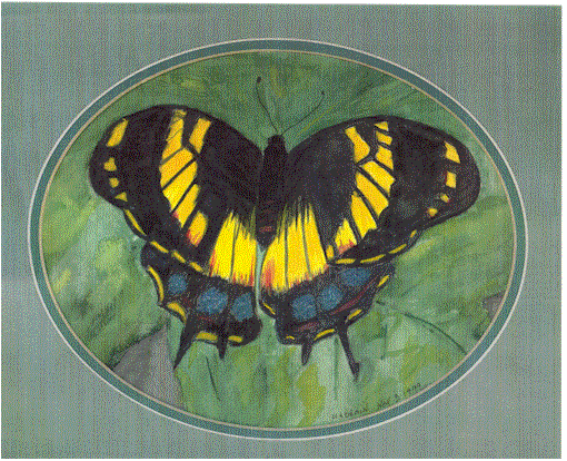 butterfly.gif (91026 bytes)